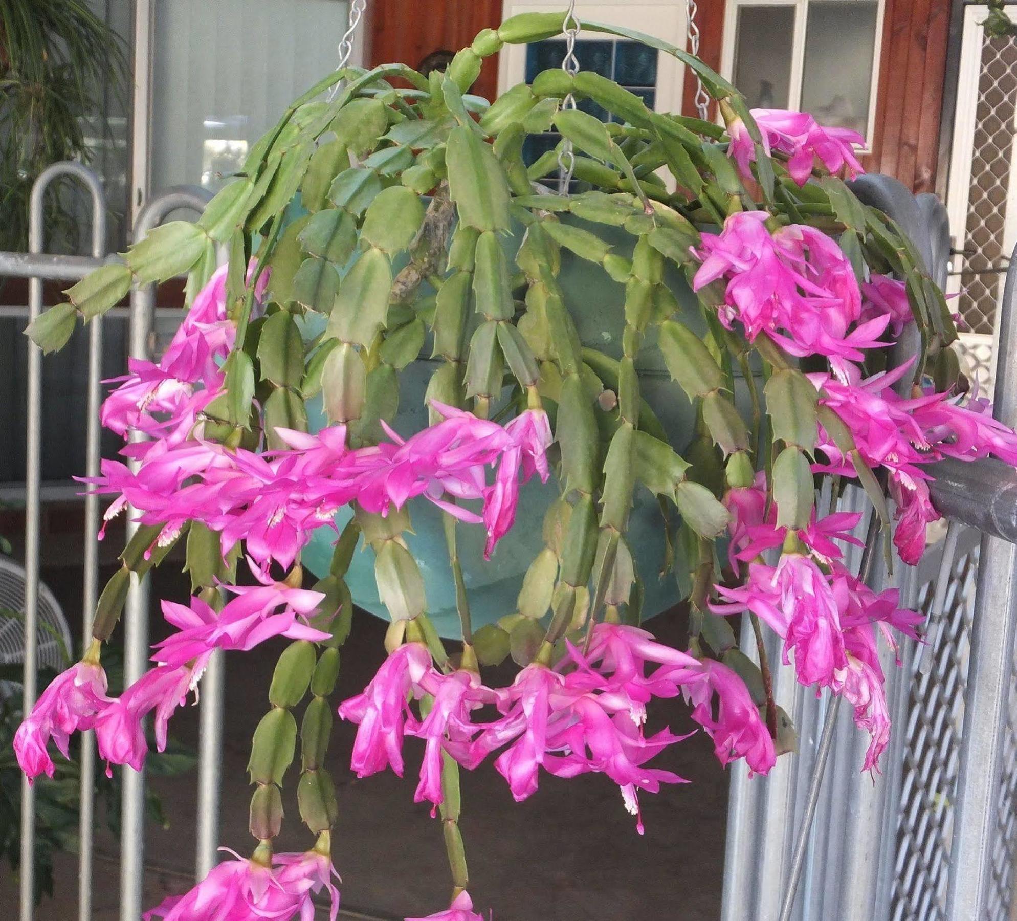 Kathys Place Bed And Breakfast Alice Springs Εξωτερικό φωτογραφία